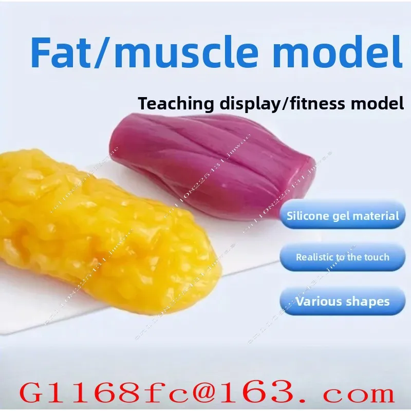 Human Muscle and Fat Models, Used for Teaching Demonstrations