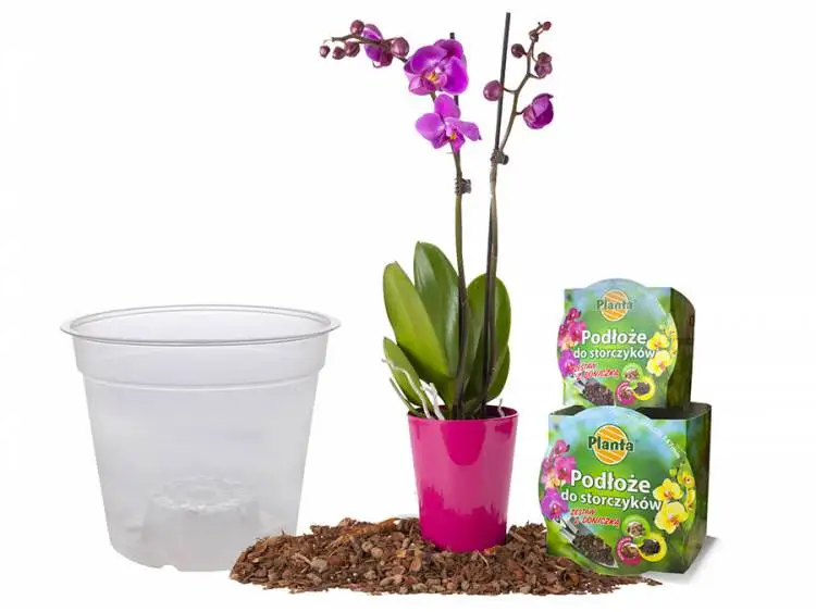 Land Orchidee Set Met Pot van 1,1 L