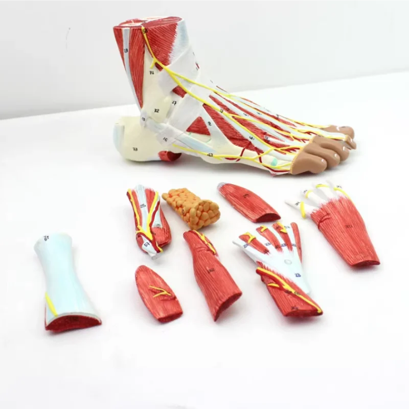 9 Part Human foot muscle with neurovascular anatomy foot joint muscle neurovascular ligament model at plantar level