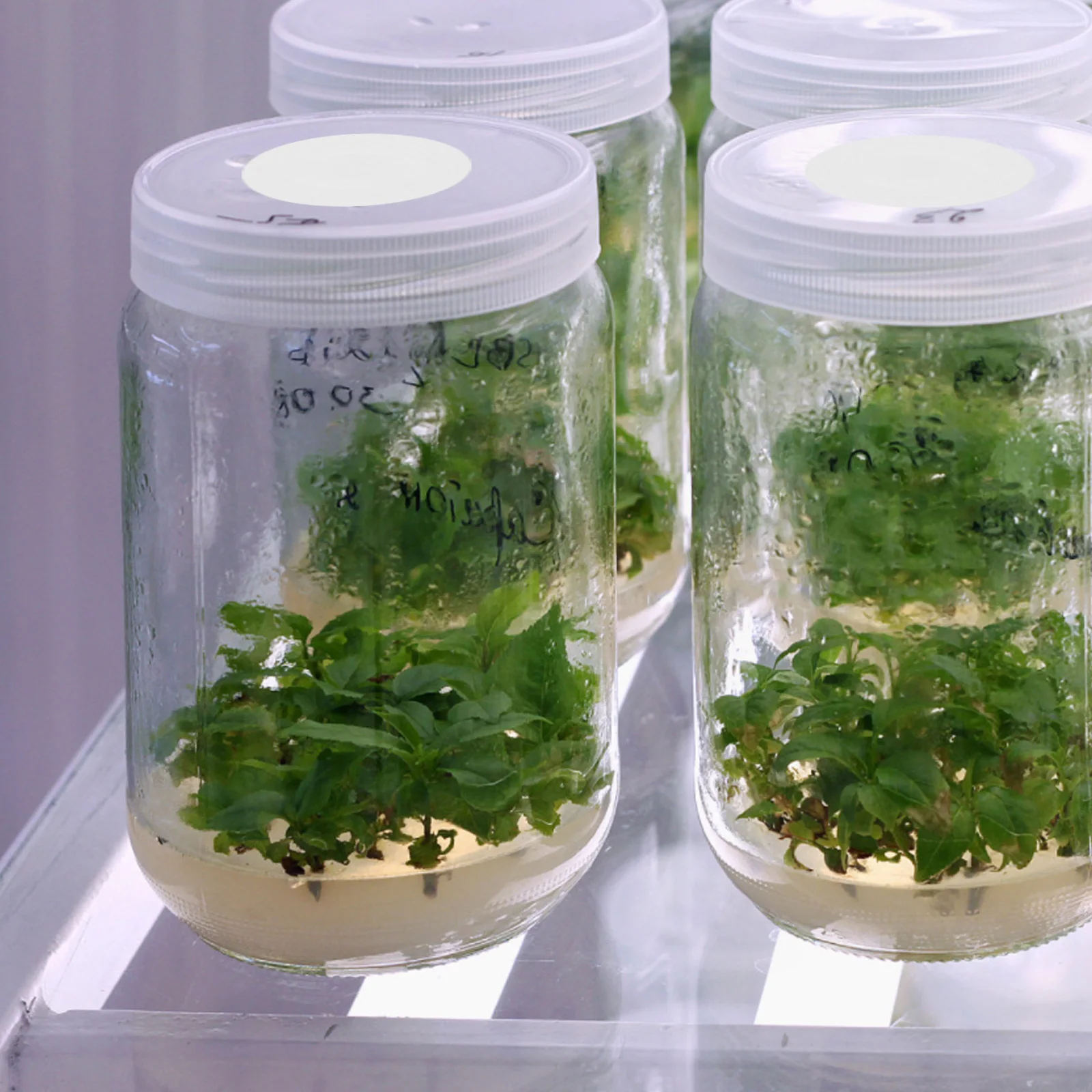 96 قطعة فيلم عزل تنفس لغطاء زجاجة الفطر Eptfe وسادة زراعة لوازم تنقية الهواء حديقة #3