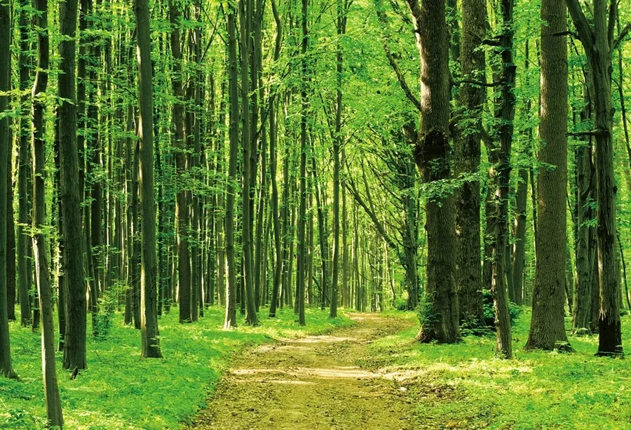 Wiosenny naturalny krajobraz tła fotograficzne drewniane leśne dżungla Sunshine tła Studio Banner rekwizyty do zdjęć