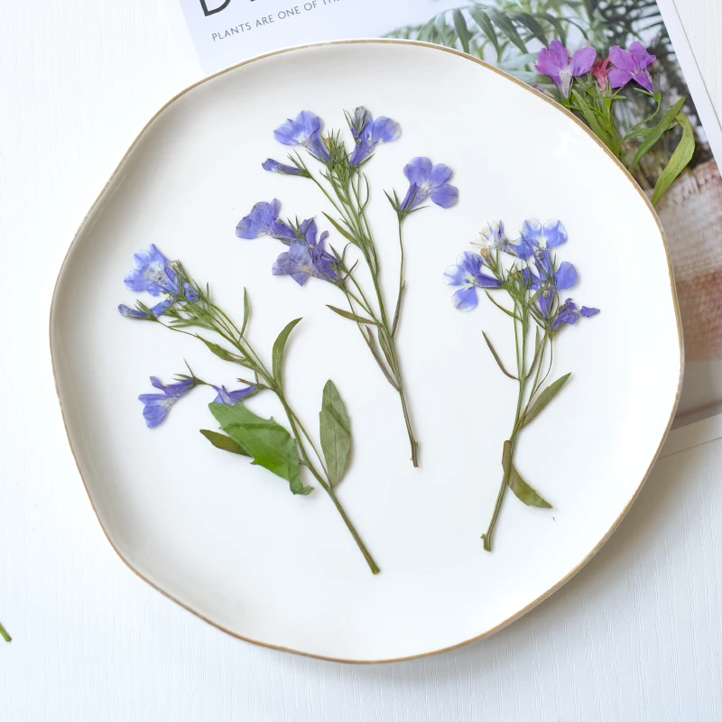 6 قطع/8-13 سم، زهور اللوبيليا إيرينوس الطبيعية المجففة والمضغوطة مع سيقان، بتلات يدوية الصنع للمكياج، فن الأظافر، مجوهرات الراتنج، فواصل الكتب