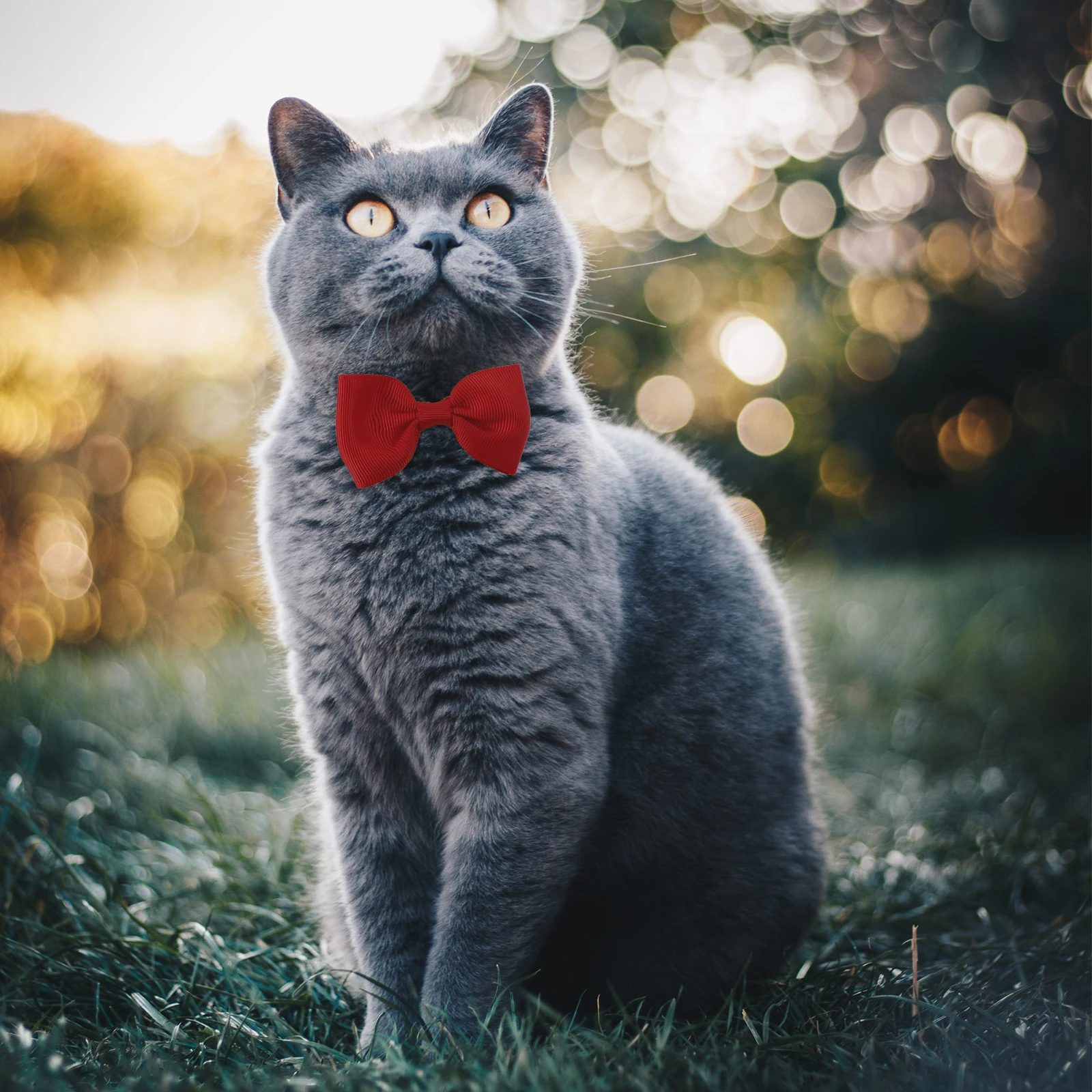 

1Set Pet Witch Hat Bowtie Decorative Halloween Costume Accessory Adjustable Elastic Festival Prop for Cats Dogs