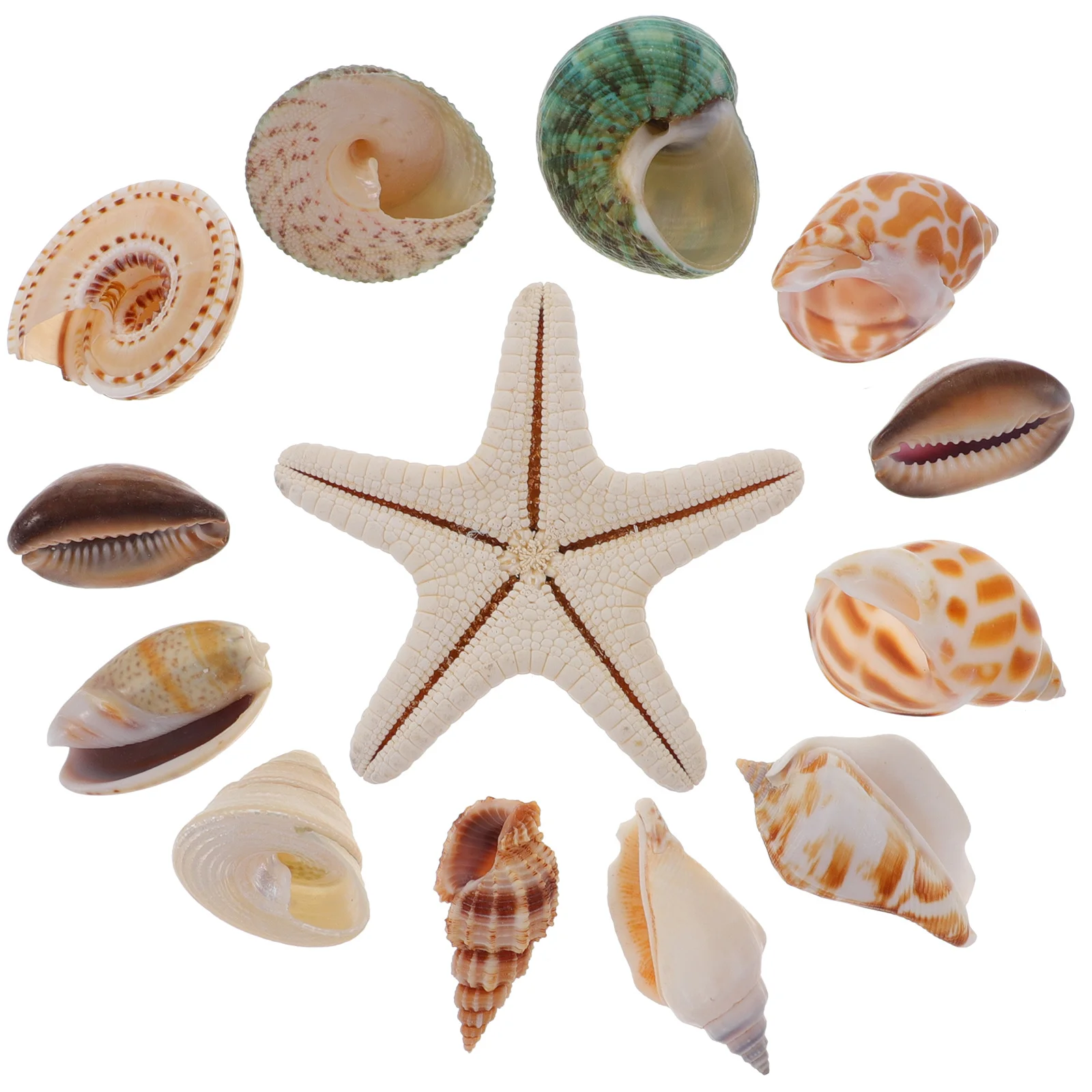 

13Pcs Conch and Shells Decoration Set for Aquarium Fish Tank Pond Scene Layout Crafts Home Decor Accessory