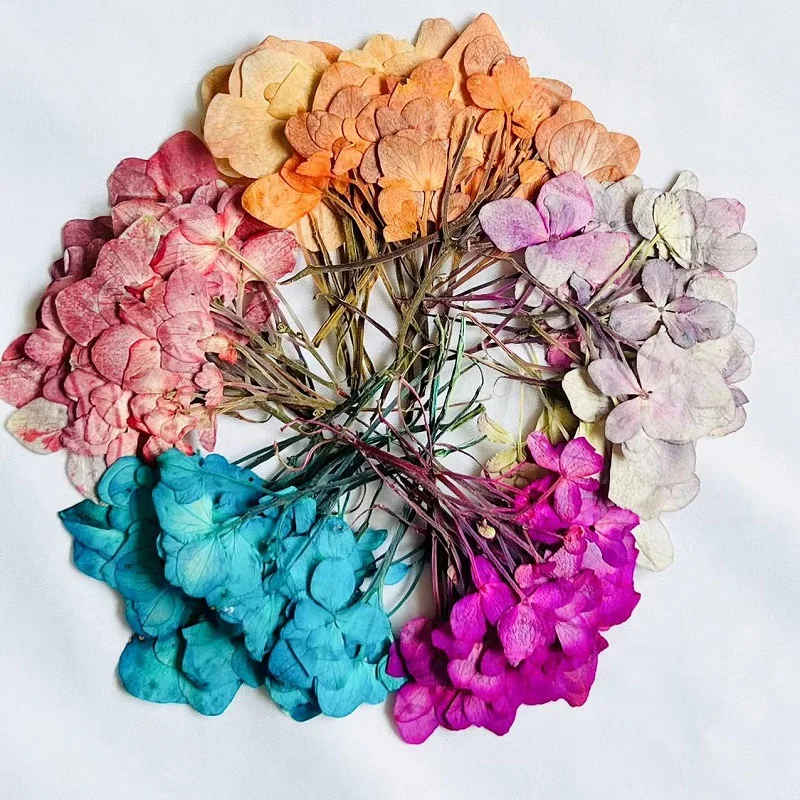 

1Set Pressed Dried Colour Multi-start Hydrangea Flower For Epoxy Resin Pendant Jewelry Phone Case Bookmarks Card Making Craft