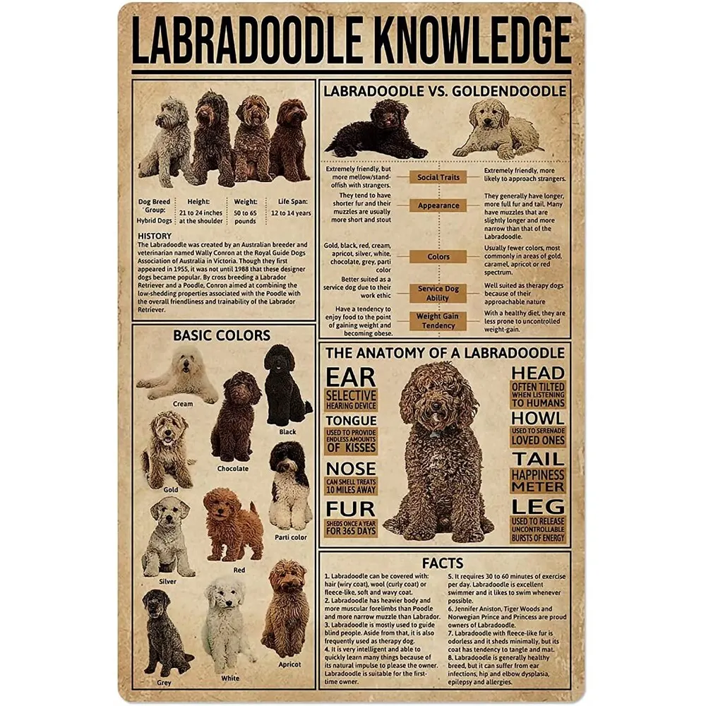 Labradoodle Dog Anatomy Metallschild, buntes Blechposter mit lustigen Fakten für Zuhause, Küche, Garage, Pet Shop, Club x Zoll, Wand D
