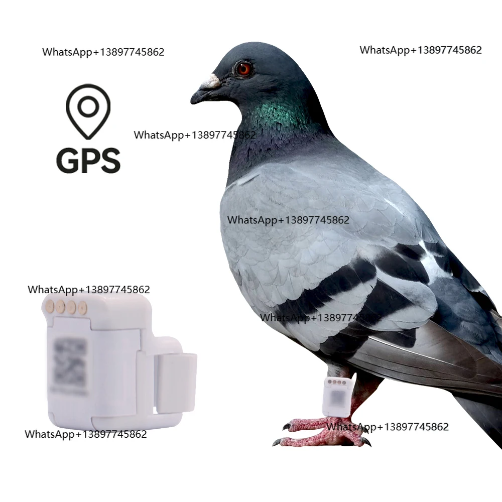 GPS-трекер Peiqi в реальном времени для голубей и логонов, отслеживание полетов на открытом воздухе, ленты для ног и кольцо, позиционирование птиц Pigeon Piogeon