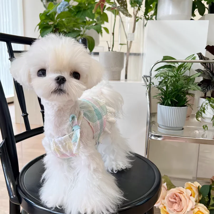 Plaid Dress Dog Clothes Suspender Skirt Small for Dogs Clothing Pet Outfits Cute Summer Yorkies Print White Boy Ropa Para Perro