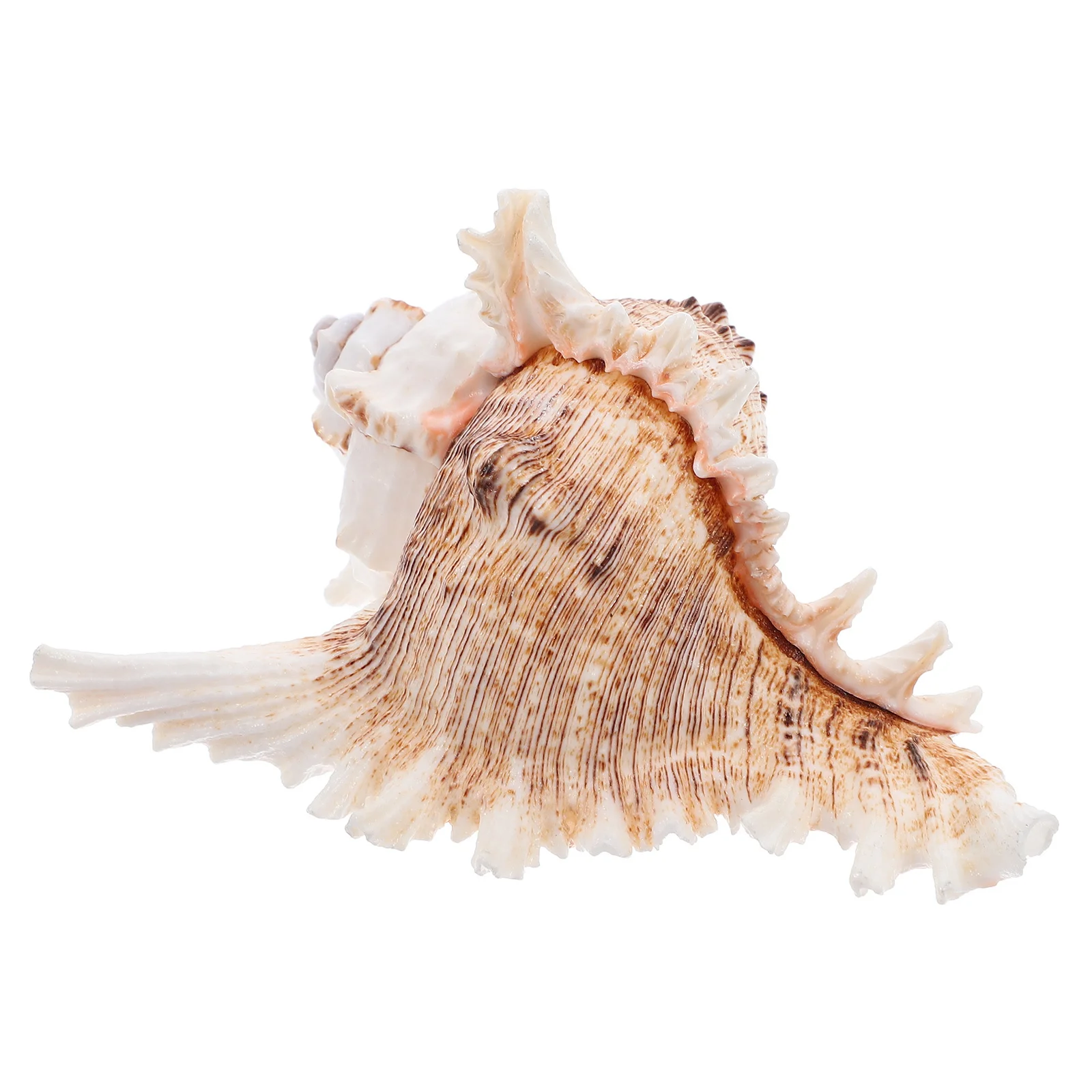 

5.5-6.2 Inch Large Conch Shells Natural Sea Shell Decor for Fish Tank Wedding Centerpiece Photography DIY Home Ocean Theme