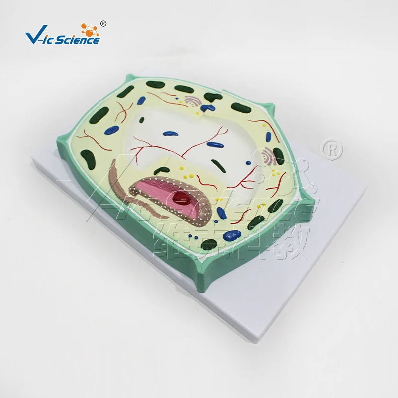 Plant Cell Anatomy Model Biology Teaching Equipment