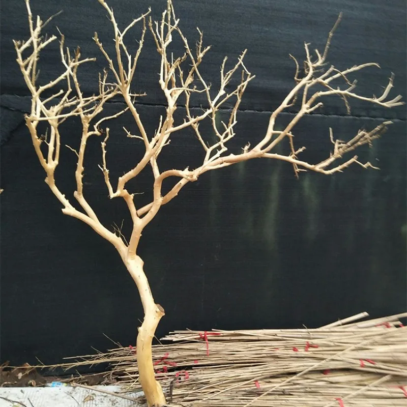 

Dry and peeled natural landscape modeling orange branches tree pole courtyard villa wedding studio background prop decoration