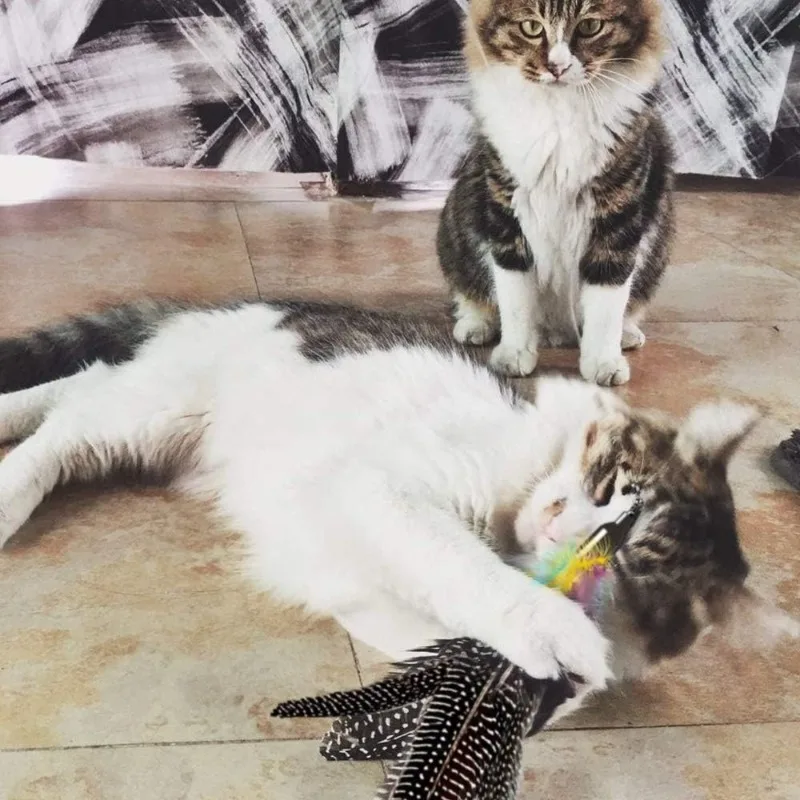 Highland Farms Handgefertigtes Natürliches Feder-Katzenspielzeug Da Bird Nachfüllset - Interaktives Spielzeug für Katzen & Kätzchen - 6er-Pack