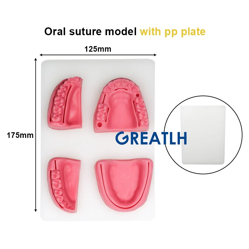 Dentysta zęby chirurgia jamy ustnej Model przyzębia szew Model narzędzia laboratorium dentystyczne