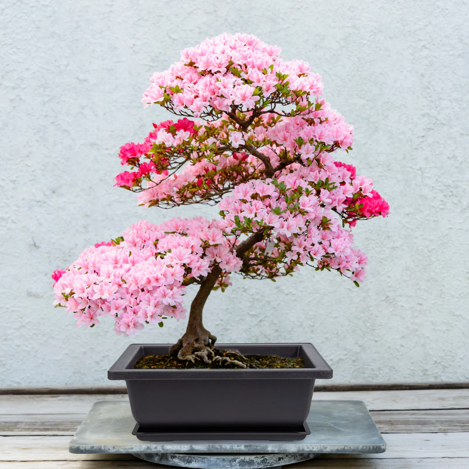 5 set piccolo vassoio in vaso bonsai fiore vasi per piante in ceramica per interni mini supporto per giardinaggio succulente forniture ciotole