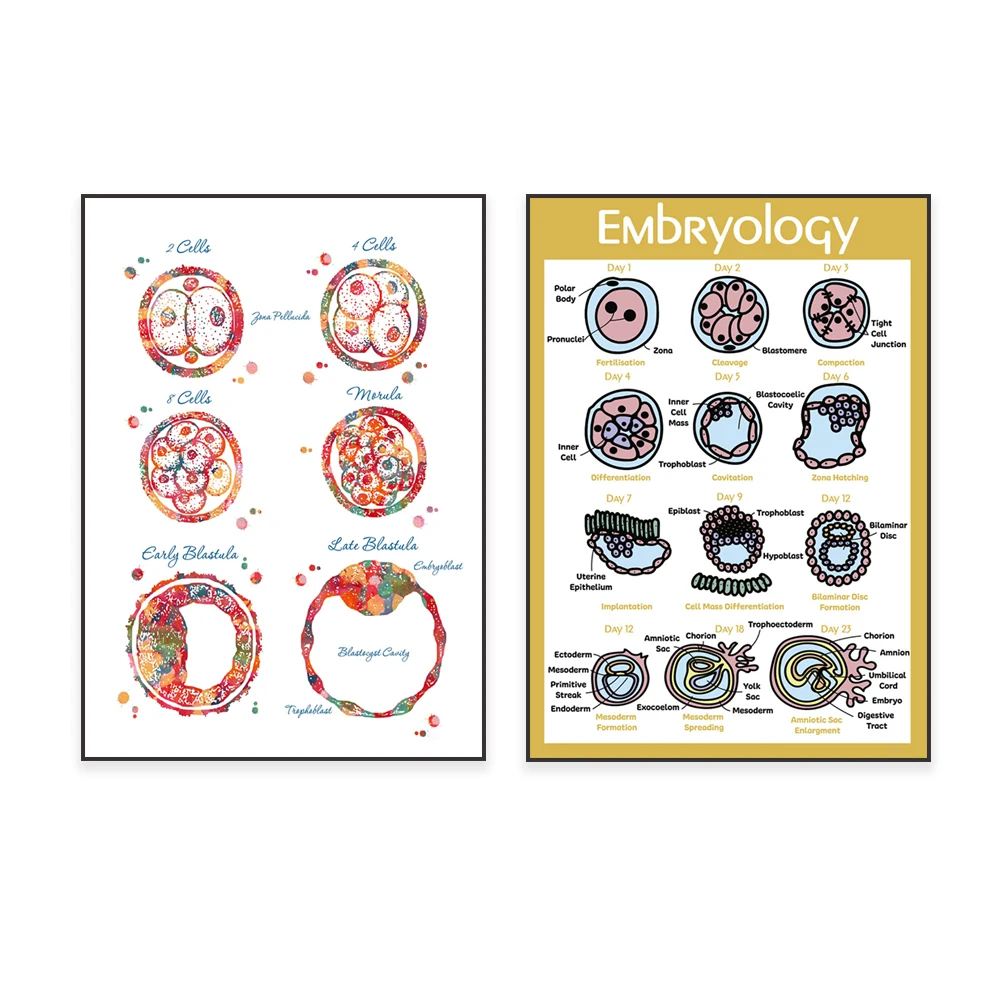 Embryogenesis watercolor medical art embryo development diagram IVF poster, obstetrics and gynecology fertility clinic decoratio