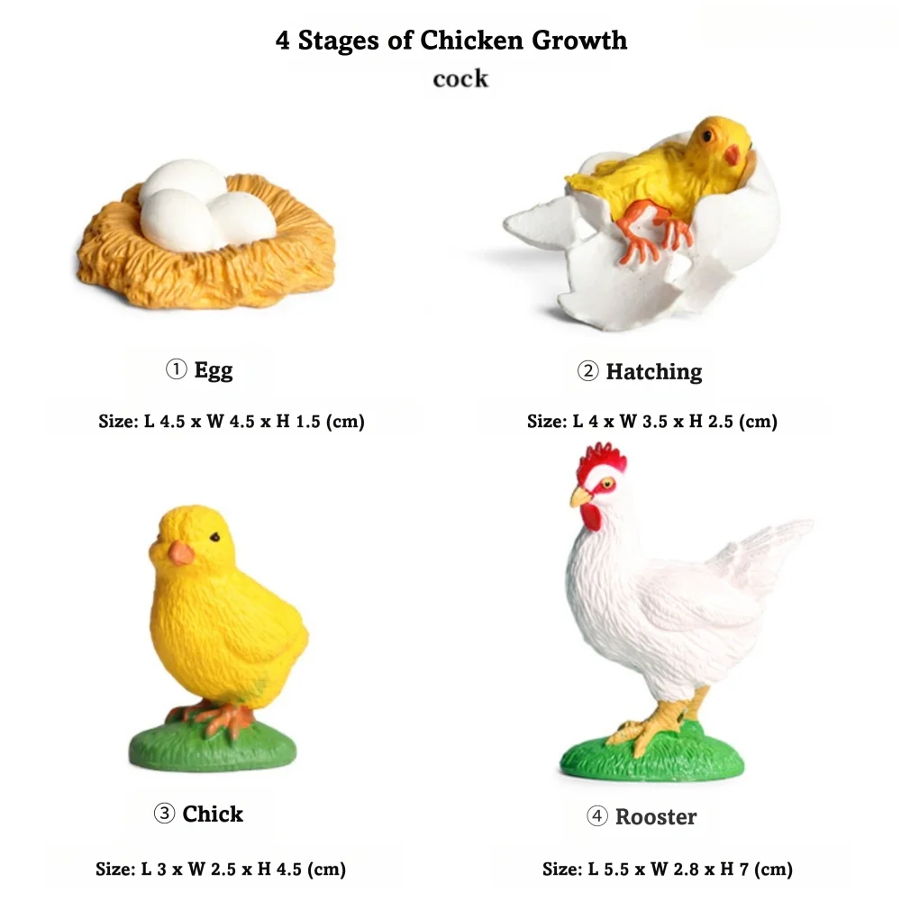 4 Pcs/Set Montessori Teaching Aids Life Cycle Figurines Educational Miniature Miniature Size Simulation Animal Models