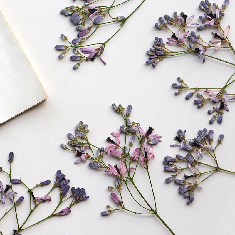 60Pcs Neem Tree Flower Branches, Dried Flower Pressed Plant Specimens, Resin Jewelry, Pressed Flower Bookmarks, Photo Frames, Leaf Art DIY Materials view 2