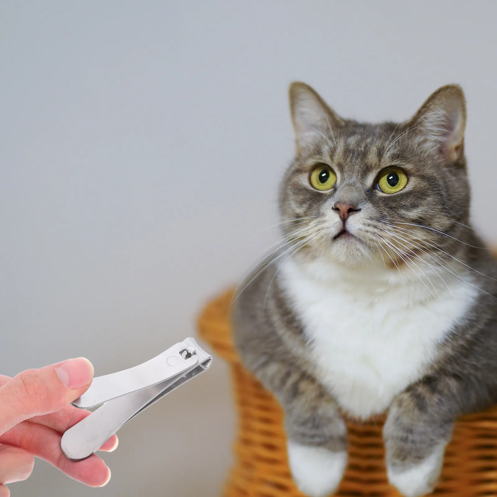 

Cats Nail Clippers Stainless Steel Professional Pet Nail Trimmers for Cat Small Breed Dog Rabbit Animals Large Size