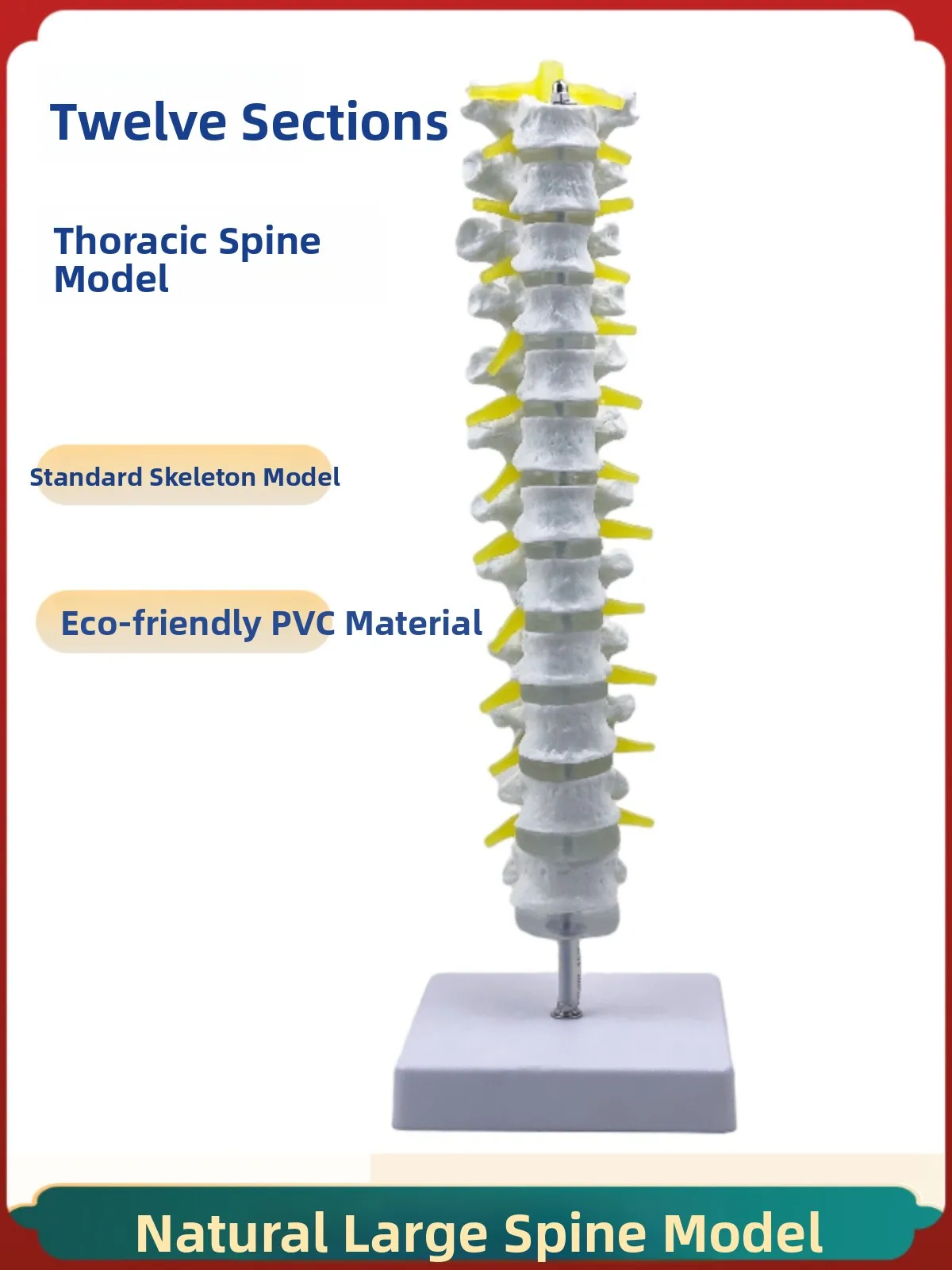 

Учебная модель позвоночника человека: натуральная большая модель 11-го грудного позвонка, корректирующая модель позвонков, образовательная игрушка-скелет человека