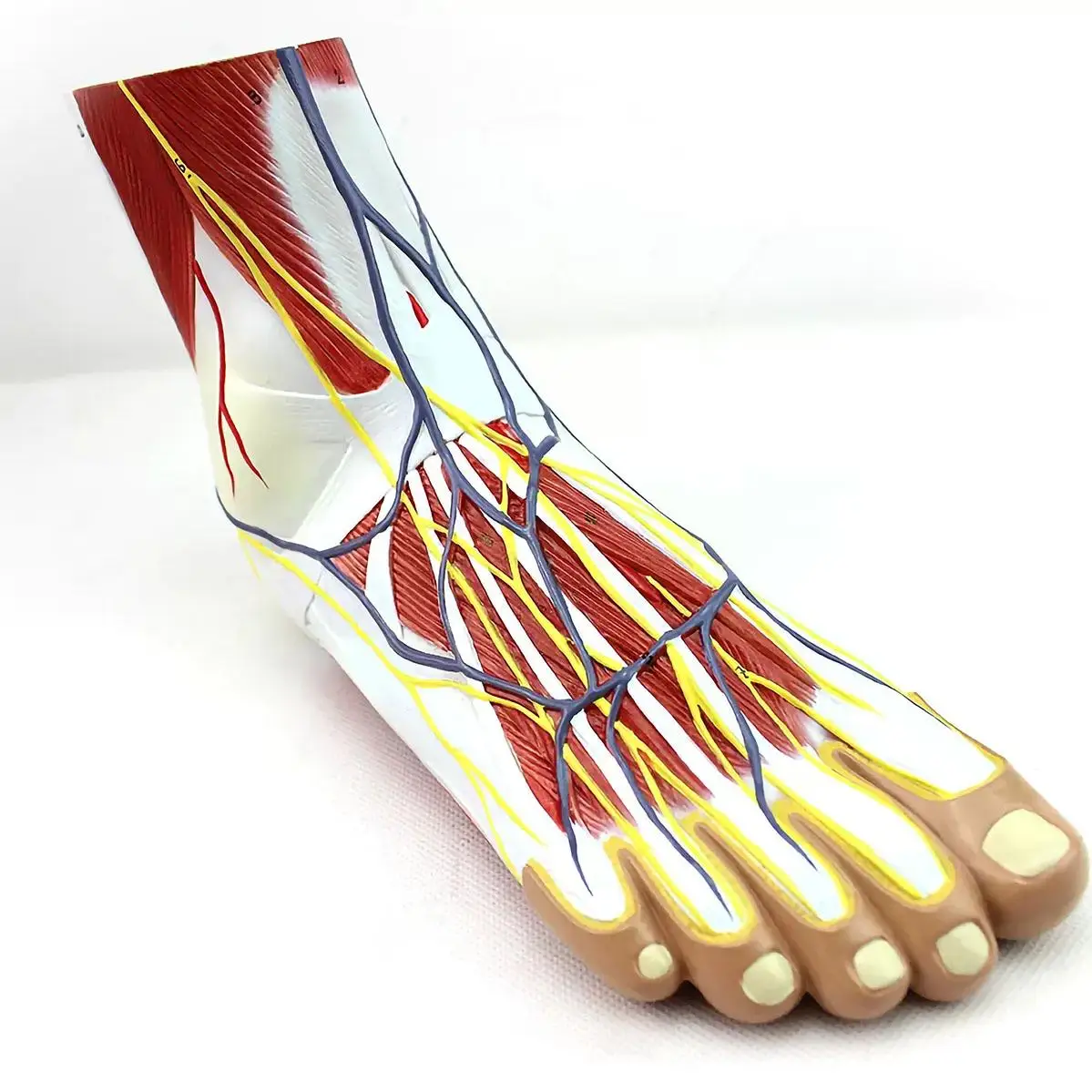 

Life Size Human 3 Parts Foot Anatomy Model Medical School PVC