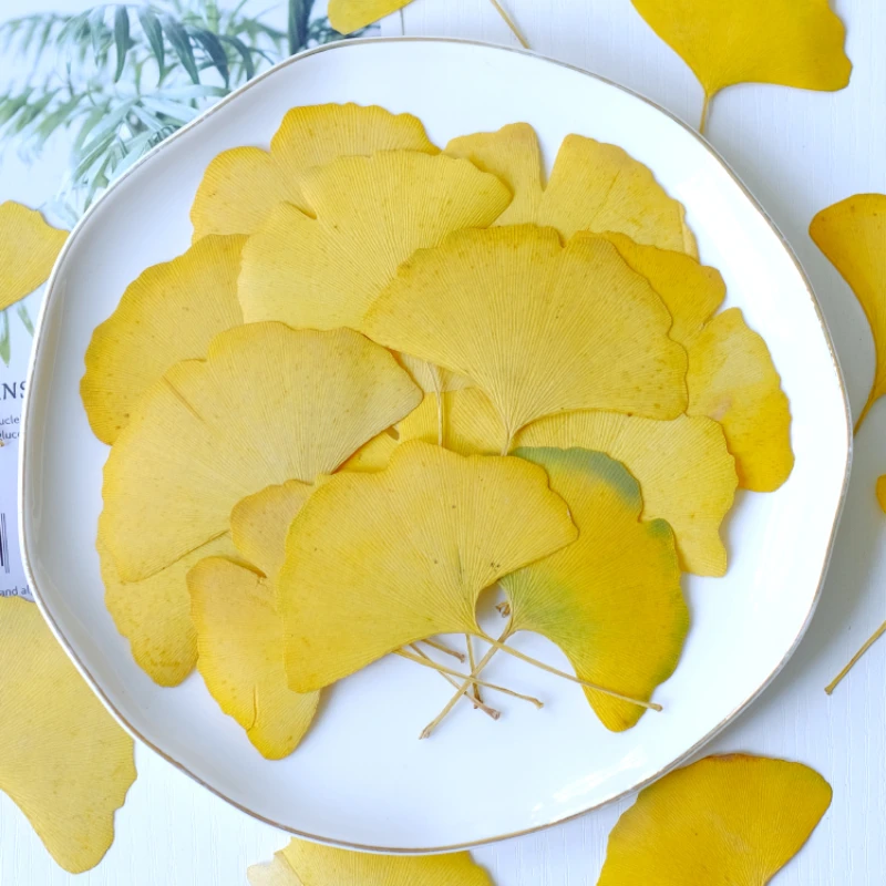 

50pcs,Ginkgo biloba leaf pressed flower,wholesale withered leaf handmade leaf creative stickers drip glue phone case bookmark