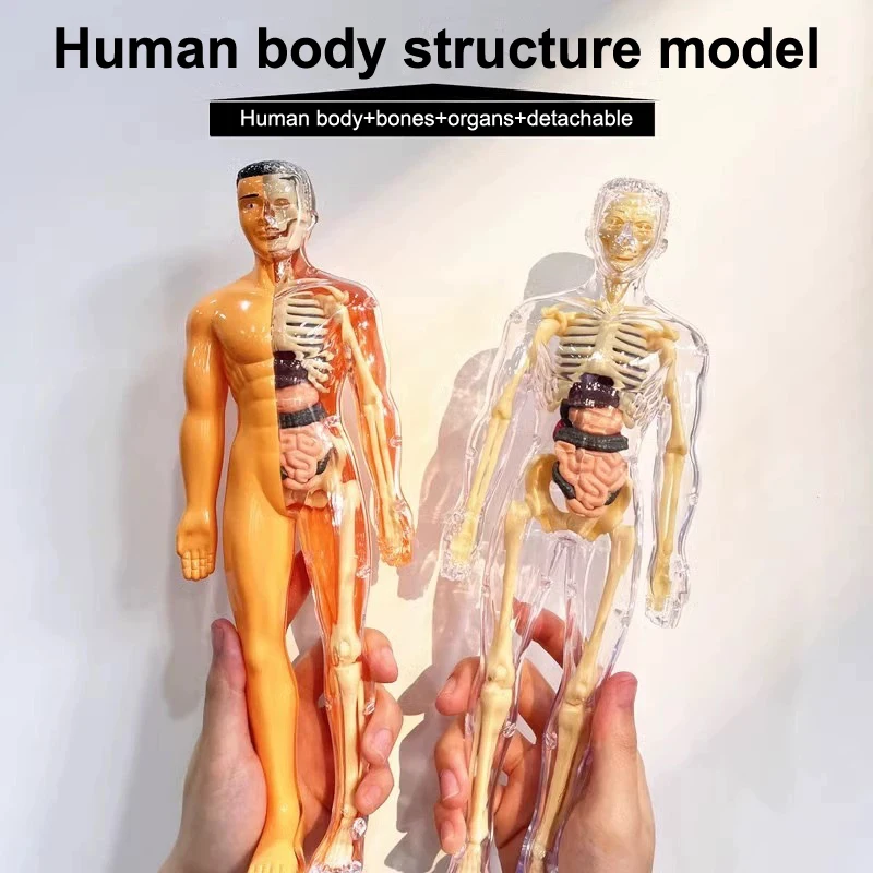 3D Menschliches Skelett Orgel Anatomie Wissenschaftliches Modell Kit Kinder Körper Bildung Modelle Abnehmbare Simulation DIY Orgel Montage Modell