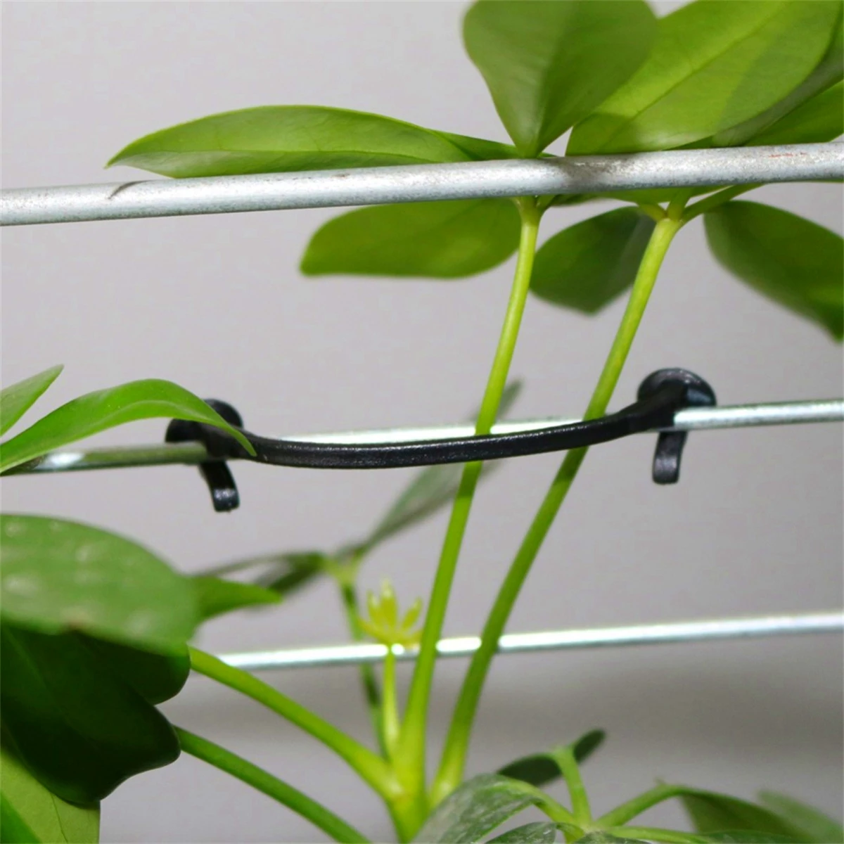 Garden Plant Vine Fixing Clip Kiwi Grape Cucumber Tomato Stem Binding Clamp Tied Buckle Lashing Hook Climbing Gadget 100/1000Pcs