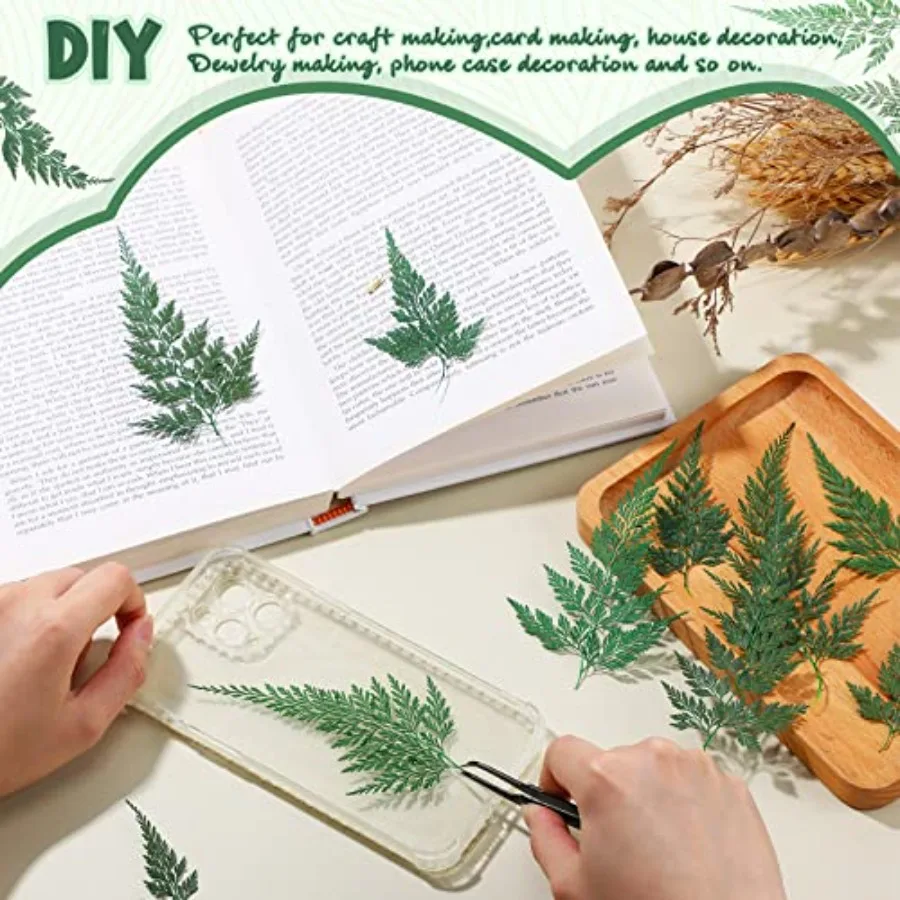 ดอกไม้แห้งอัด 200 ชิ้น ใบไม้สีเขียว ดอกลาร์กสเปอร์ ใบไม้แห้งขนาดเล็ก ใบเฟิร์นธรรมชาติอบแห้ง ใบไม้แห้งแท้สำหรับตกแต่ง