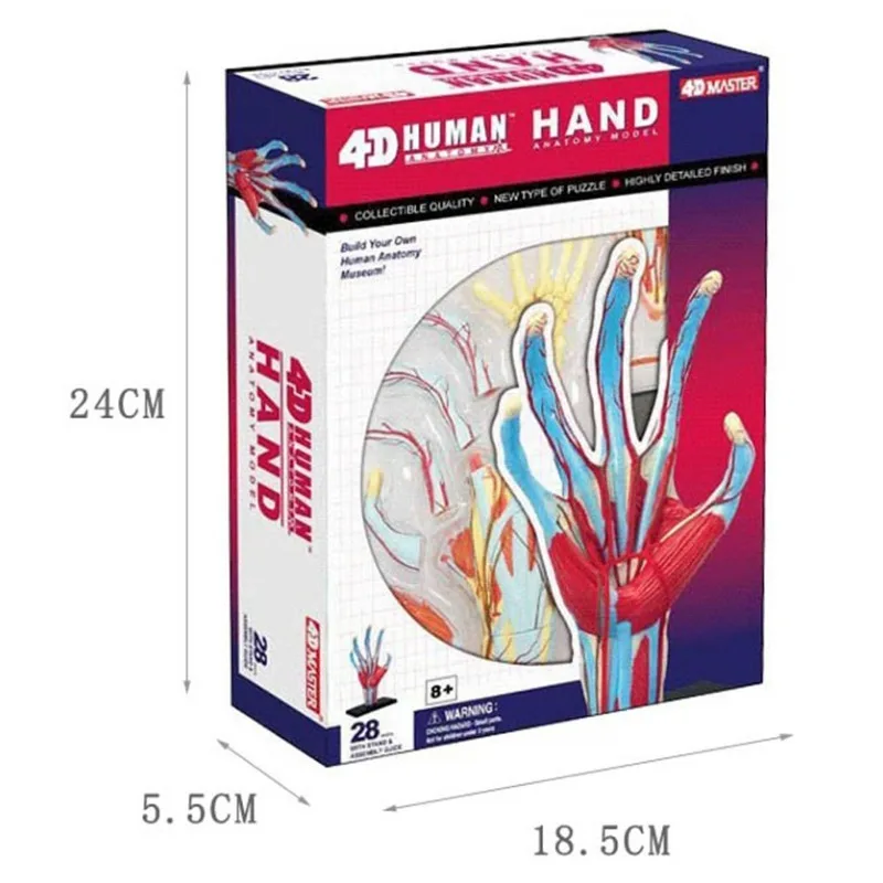 

4d Master Human Hand Bone muscle Blood Vessel Skeleton Anatomical Model Puzzle Assembling Body Organ Anatomy Medical Teaching