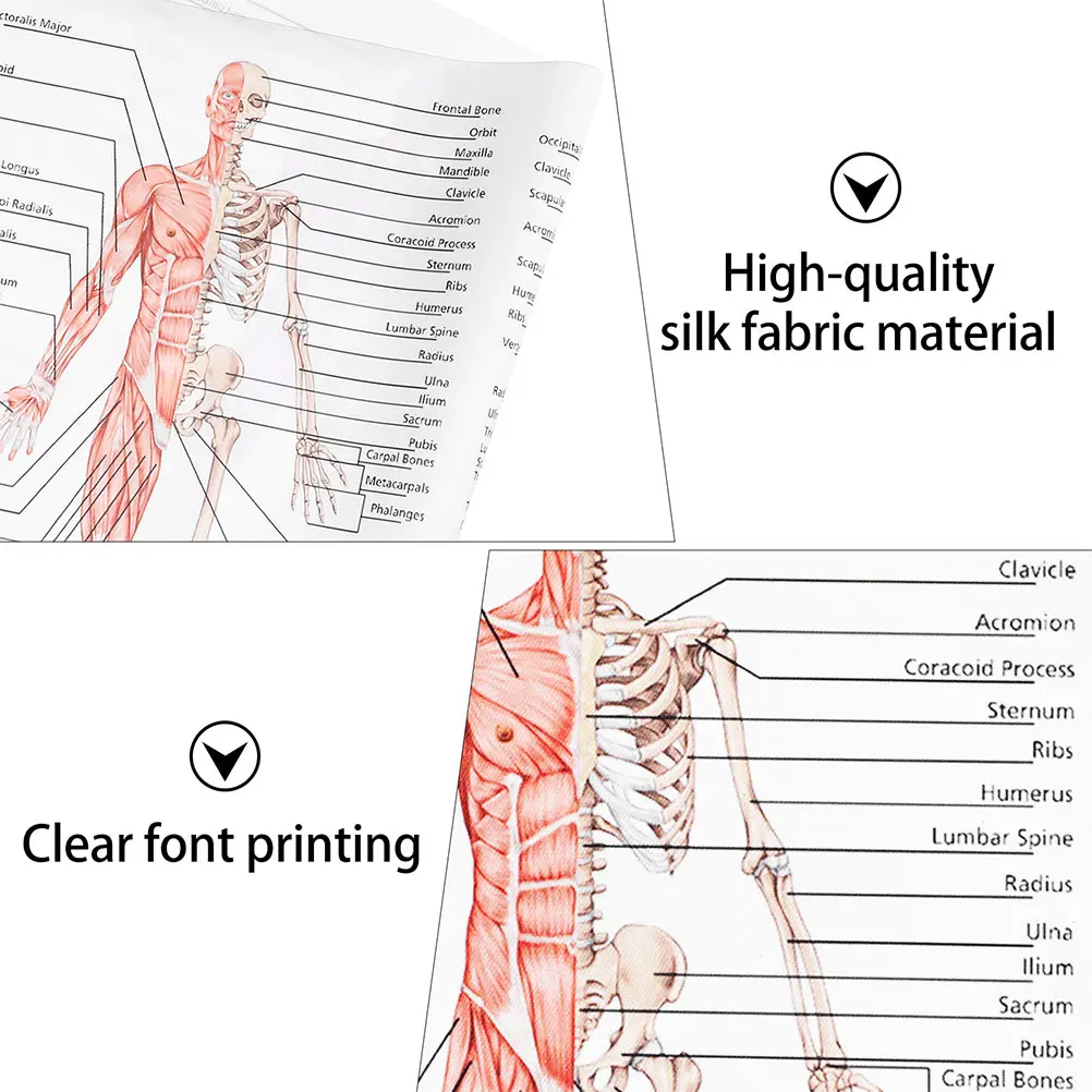 

2pcs Human Anatomy Poster Skeletal Muscle Teaching Picture For School Science Education Medical Learning Tool Body