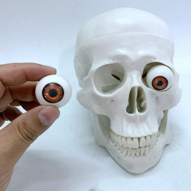 نموذج جمجمة مع عيون رأس جمجمة عظام تعليم الفيلم والتلفزيون لعبة مضحكة رسم #3