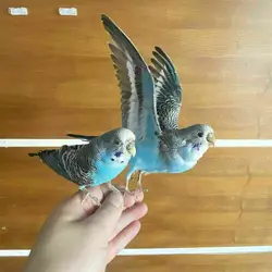 Beautiful Taxidermy Stuffing, Eurasian, Melopsittacus, Budgie Taxidermy, Sketch Teaching, Decoration, 1 Pair, 2 Pieces