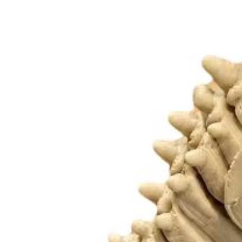 1Pc Articulated Dinosaur Skeleton Ornament With Movable Joints Creative Children's Birthday Dinosaur Gift For Desktop Decor