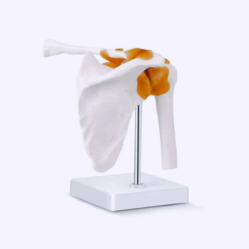 Anatomical Shoulder Joint Model with Ligament Structure, Human Scapula & Humerus Model for Medical Anatomy Education