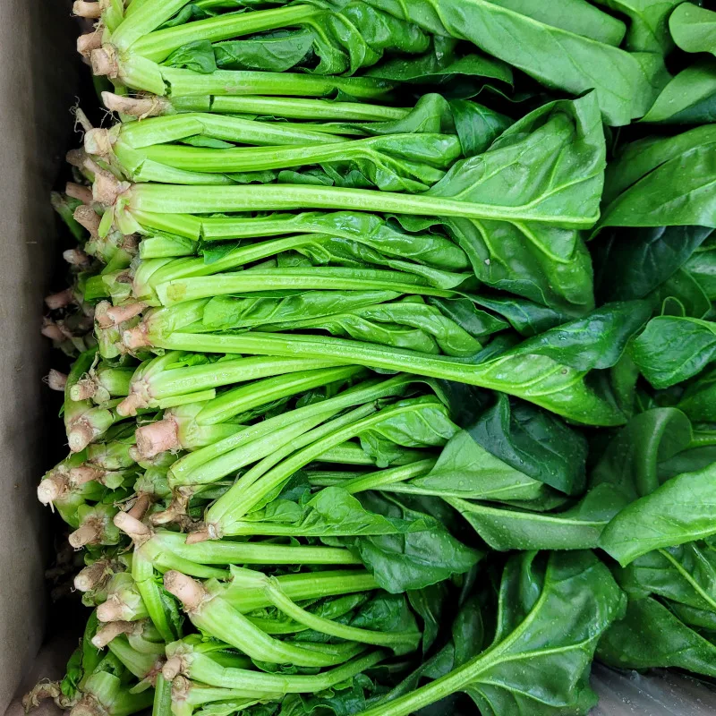 Vegetal King Fresh Spinach Caja de 4 kg (3,8 ~ 4 kg) Envío gratis