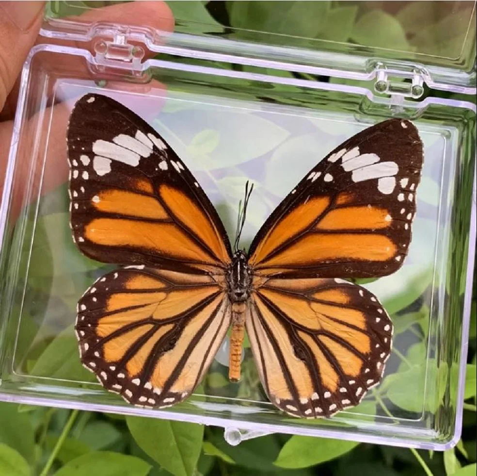 Butterfly Decoration Student Creative Birthday Gift Transparent B