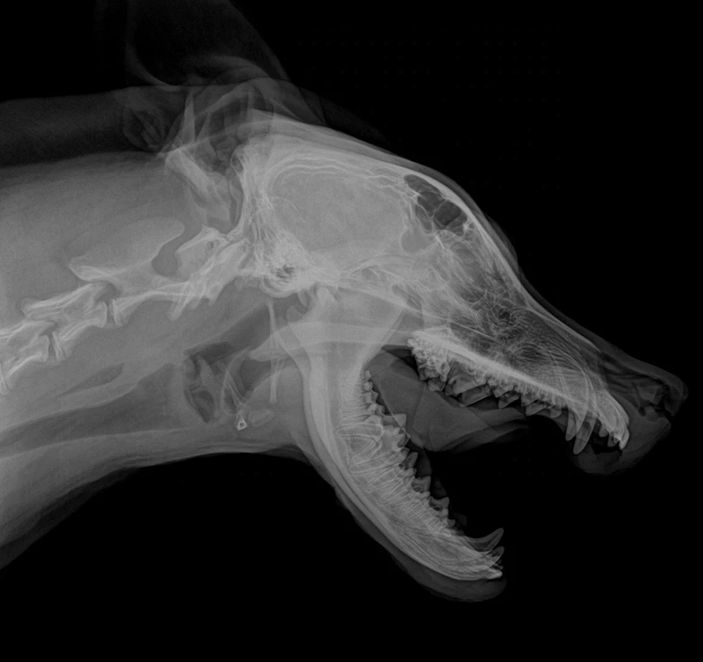 EUR VET Superior Quality Flat Panel Detector for X-ray Veterinary Equipment Digital X Ray Flat Panel Detector