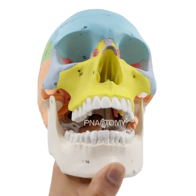 Life Size Human Colored Skull Model Detachable 3 Parts 55 Numbers Oral Cavity Anatomical Model Educational Equipment Teaching