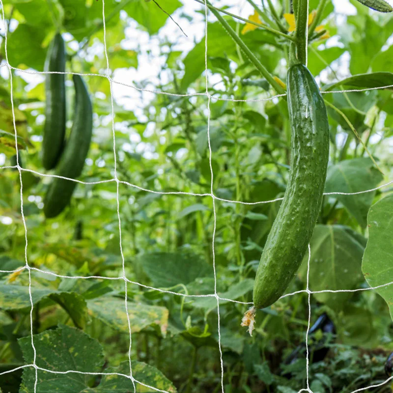 

Garden Plants Climbing Net Vegetables Fruits Support Net Morning Glory Flower Vine Netting Plant Grow Holder Garden Accessories