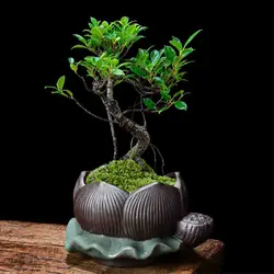 Chiński piec kunszt duży kaliber sukulenta doniczka ceramiczna Bonsai orchidea garnek Wen bambusa krajobrazu Moss garnki