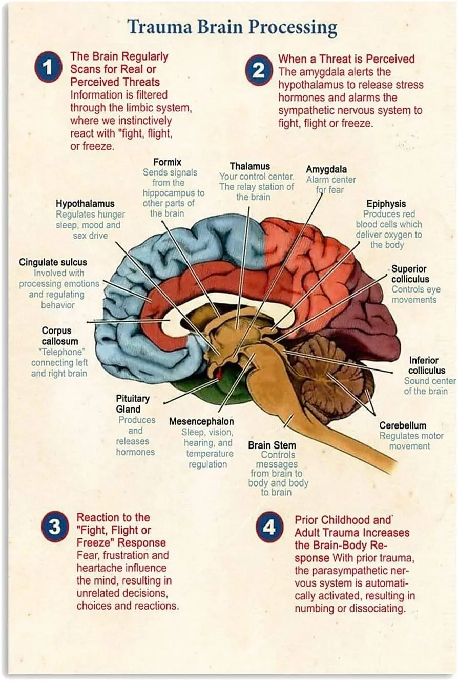 Trauma Brain Processing Metal Signs Human Anatomy Posters Doctor'S Office Club Room Wall Decor 12x16 Inches sign
