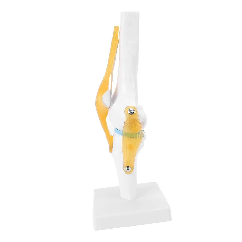 PVC Human Knee Joint Model Anatomical Shape Multi Colors Knee Bone Model Life Size Detachable Structure