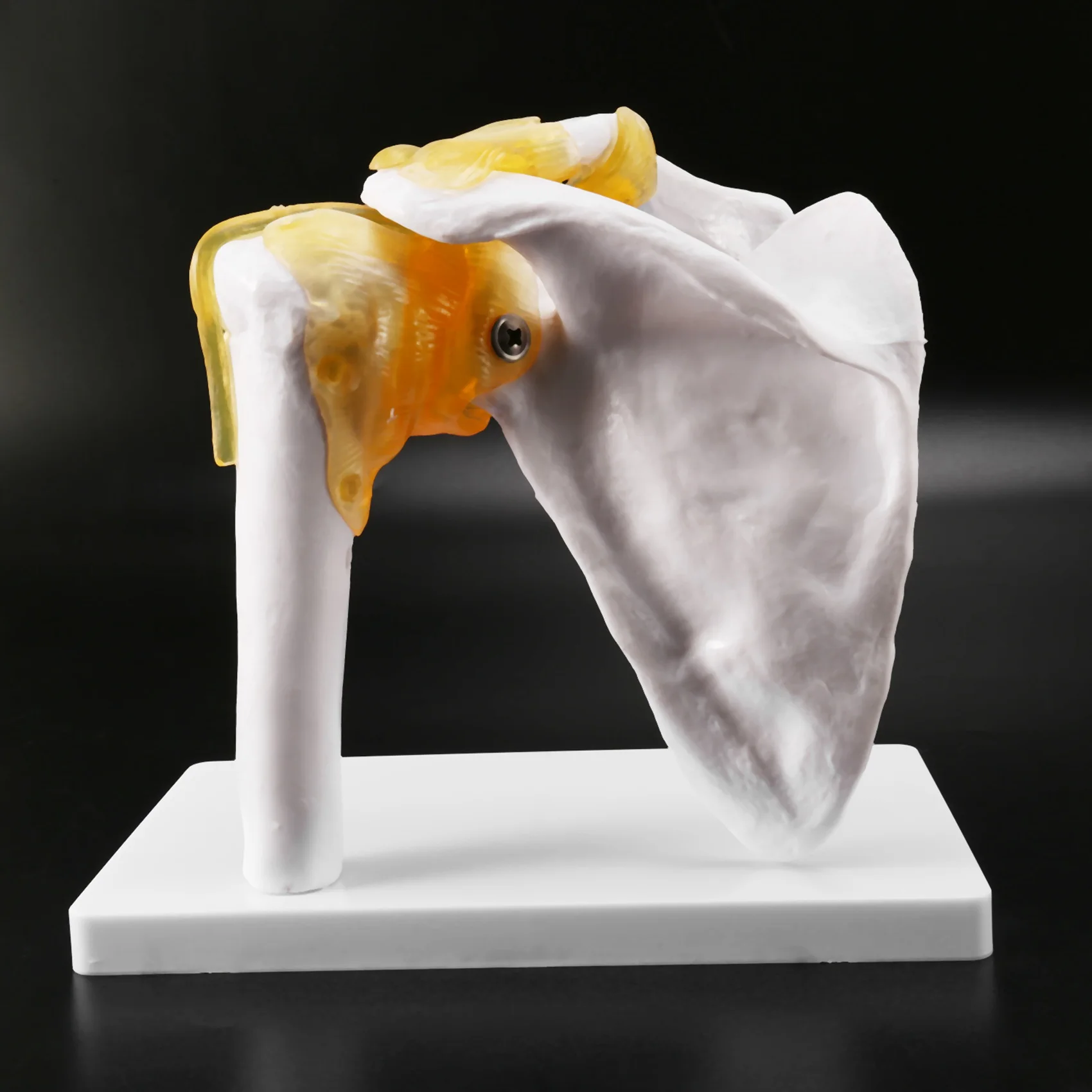 Human Shoulder Joint Model, Anatomically Accurate Shoulder Skeleton Model Life Size Human Skeleton Anatomy for Science