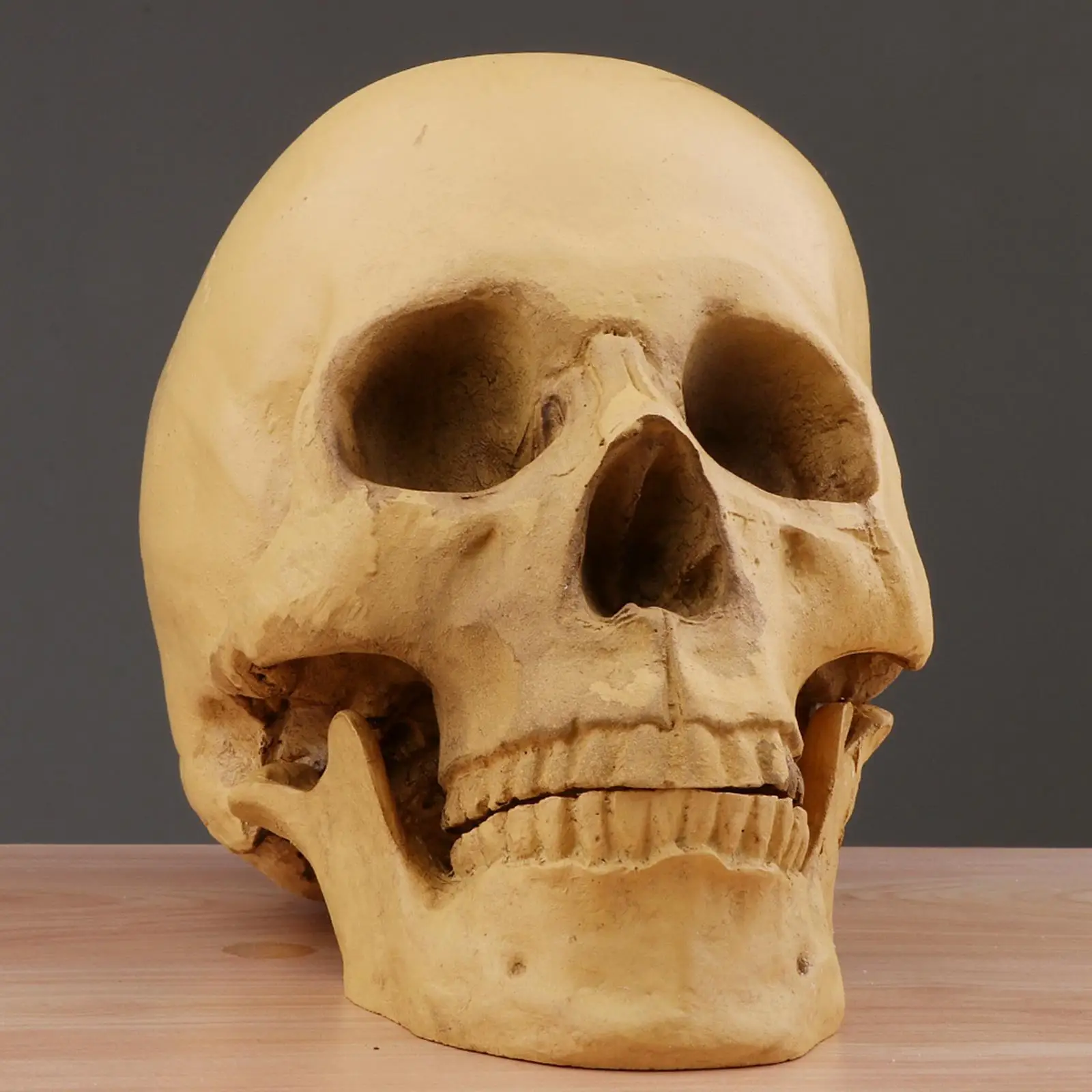 1 to 1 Scale Resin Skull Skeleton Model Realistic Human Replica for Educational Display Home Bar Decoration