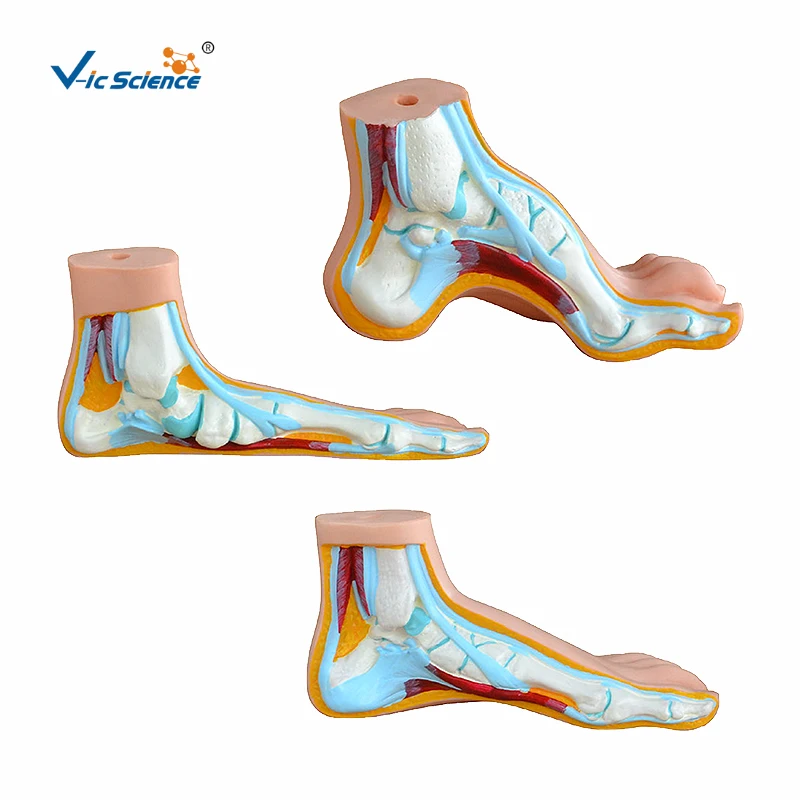 Foot Complete Set Anatomy Model Normal Flat Arched Foot Model