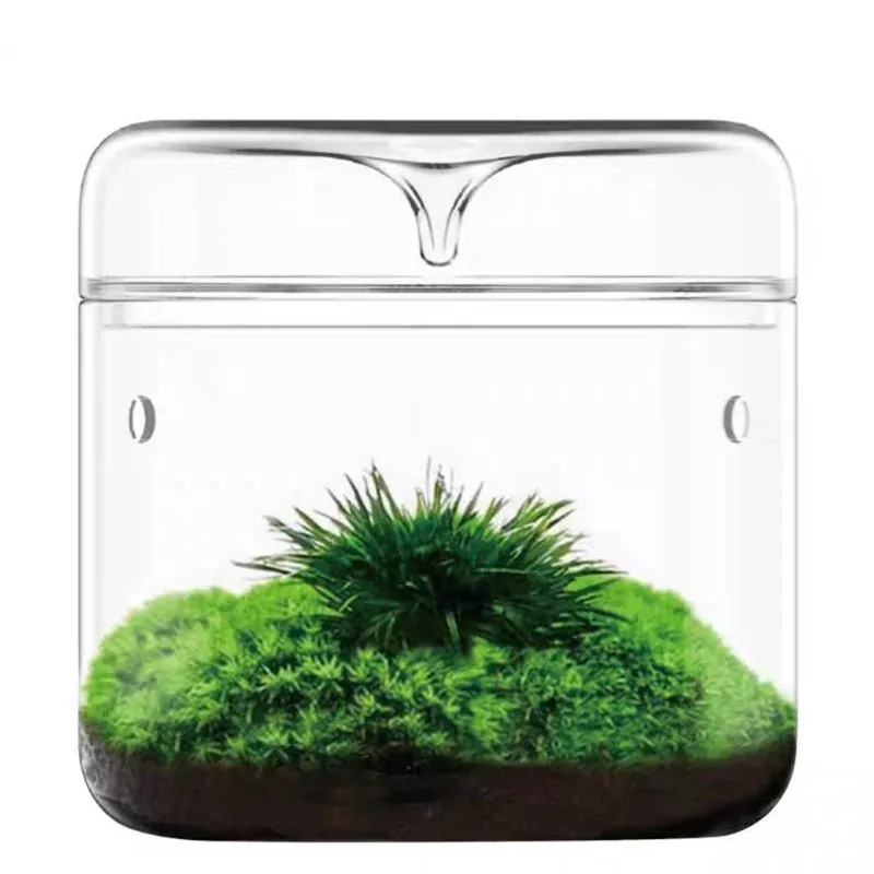 

Glass Bottles Creativity Dew Collection Glass Vase Micro Landscape Succulent Moss Bansai Landscape Glass Terrarium Home Decor