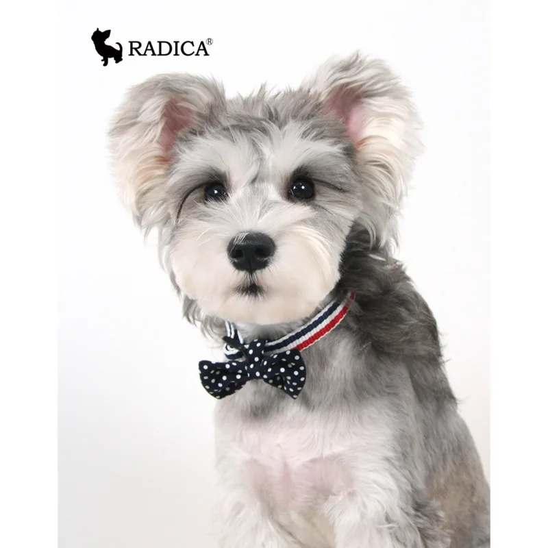 

Japanese Rakuten Radica Pet Collar for Small and Medium sized Dogs for Safe Travel. Cute Neck Collar with Adjustable Traction