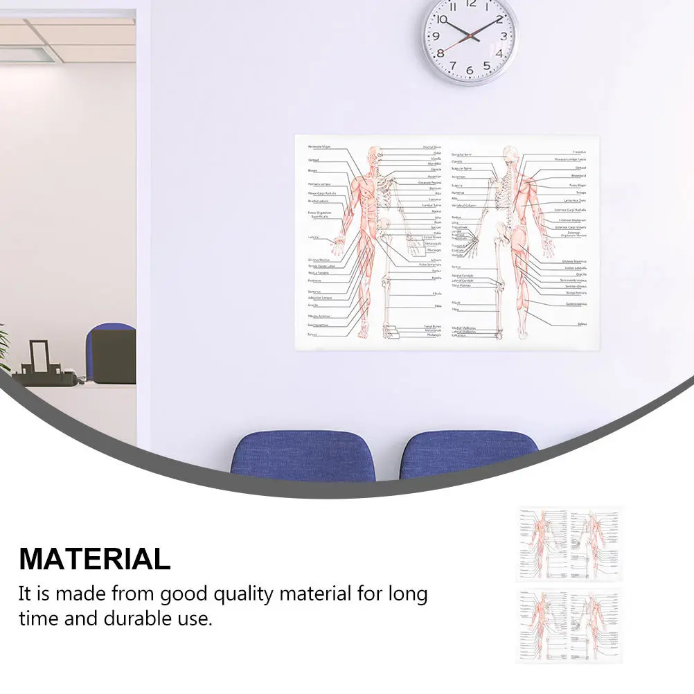 

2Pcs Human Muscle Figure Poster Anatomy Picture for School and Laboratory Skeletal Teaching Science Poster Picture