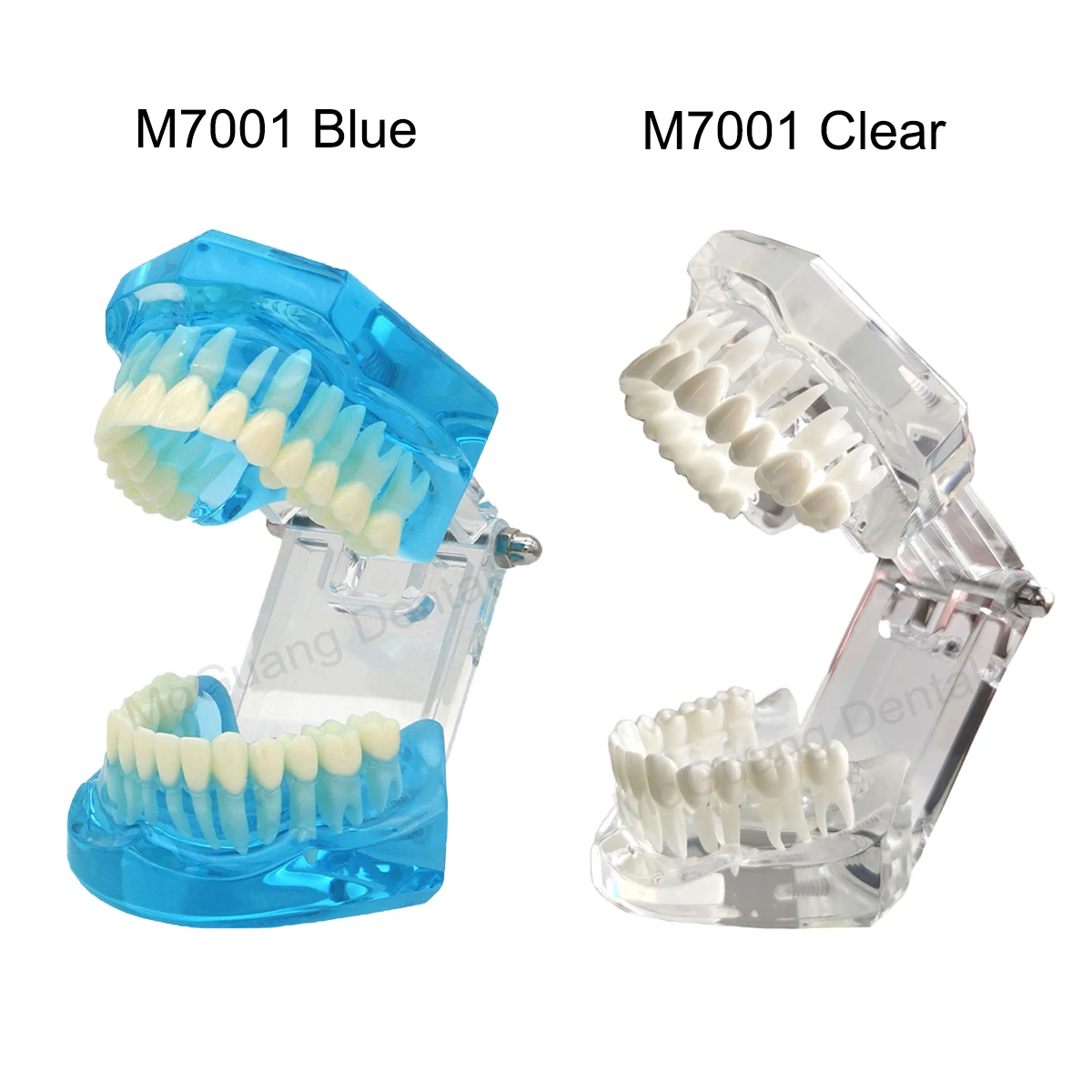 Model dentystyczny do szkolenia stomatologii praktykuje badanie typodontów Model zębów Standard dentystyczny z dentystą z usuwalnym Model zębów