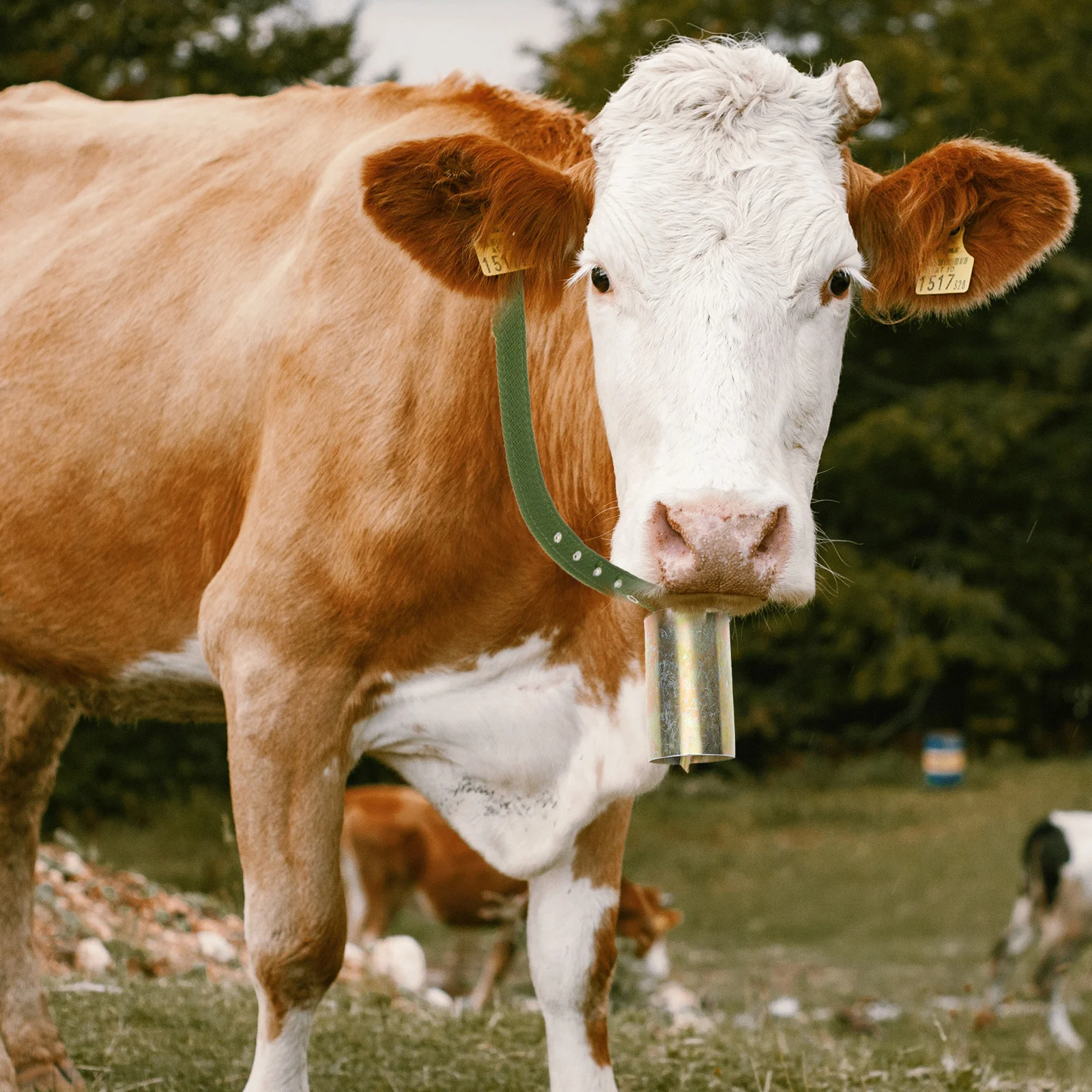 

1Pcs Iron Cattle Bell Loud Grazing Anti-Lost Bell Pendant for Cow Sheep Horse Farm Farming Supply Grazing Supply
